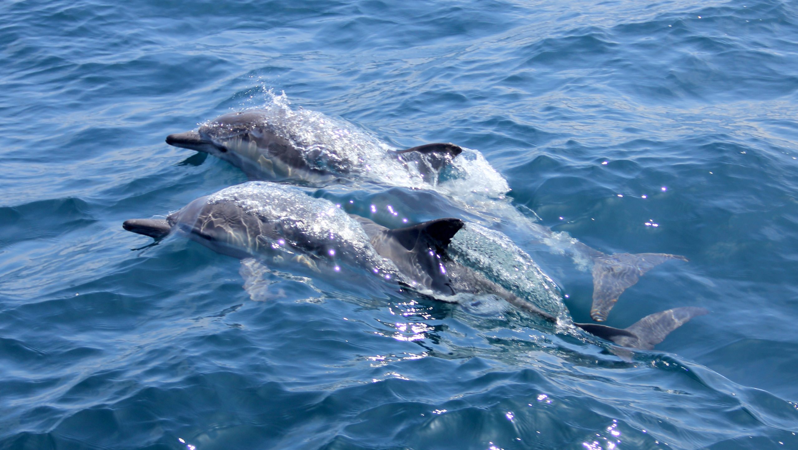 Explorez les eaux croates et admirez les dauphins lors de votre séjour inoubliable !